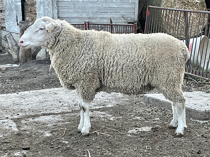 Henke 2115 Henke 2115