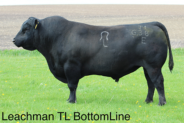 Leachman TL BottomLine Leachman TL BottomLine