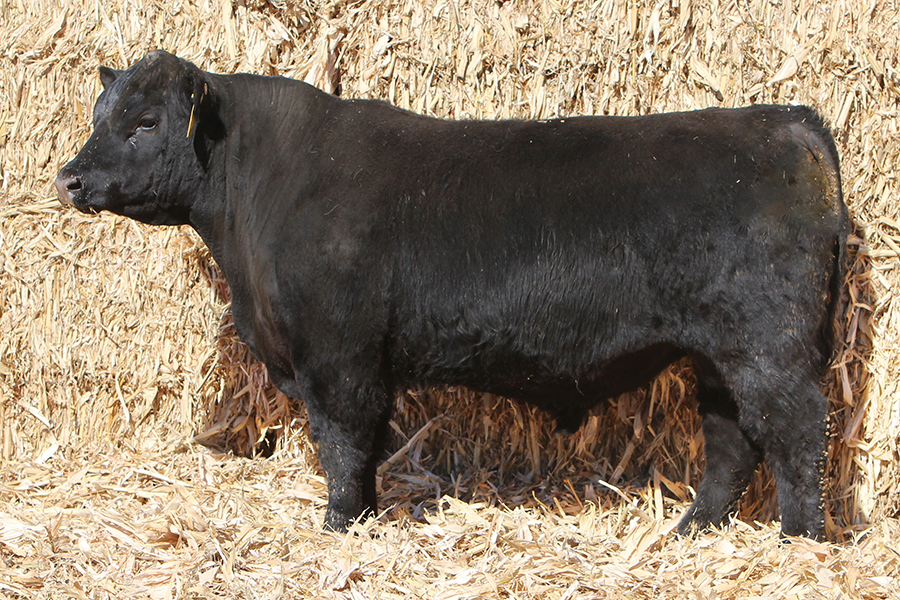 MSF Kiowa G025K MSF Kiowa G025K