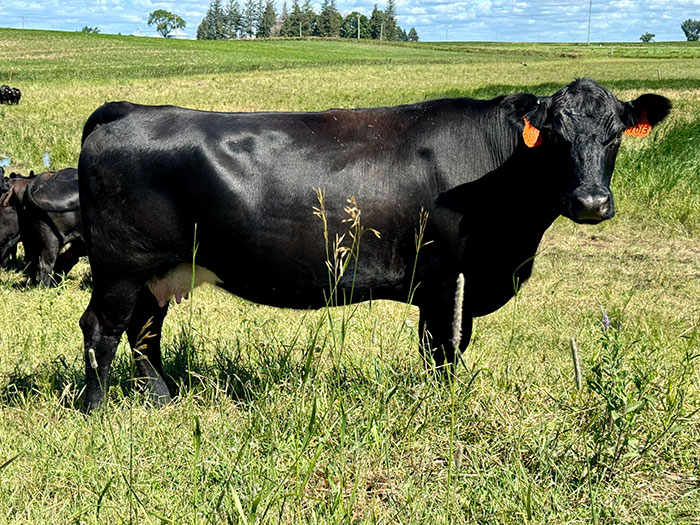 MRPL MISS CAPITAL FL013 MRPL MISS CAPITAL FL013