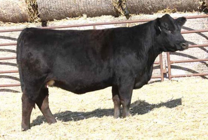 ADV MS GENESIS J1039 ADV MS GENESIS J1039