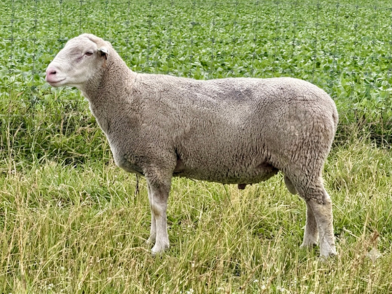 MSF 4007 MSF 4007